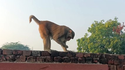 Bandar mama pahan pajama
