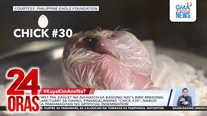 First PHL eaglet na na-hatch sa bagong nat'l bird breeding sanctuary sa Davao, pinangalanang "Chick #30"; nabuo sa pamamagitan ng artificial insemination | 24 Oras