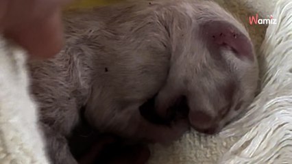 6 Gründe, die gegen eine Ragdoll-Katze sprechen