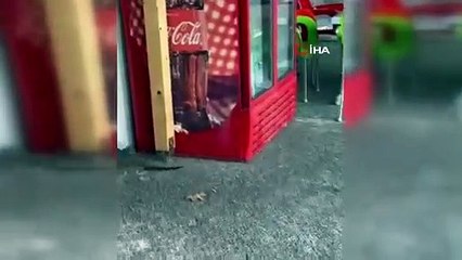 Nesli tükenmekte olan o hayvan Bartın’da görüldü