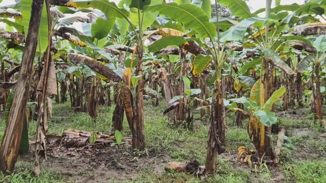 Arroz y cultivos básicos, entre los más golpeados por lluvias en Azuero y Chiriquí