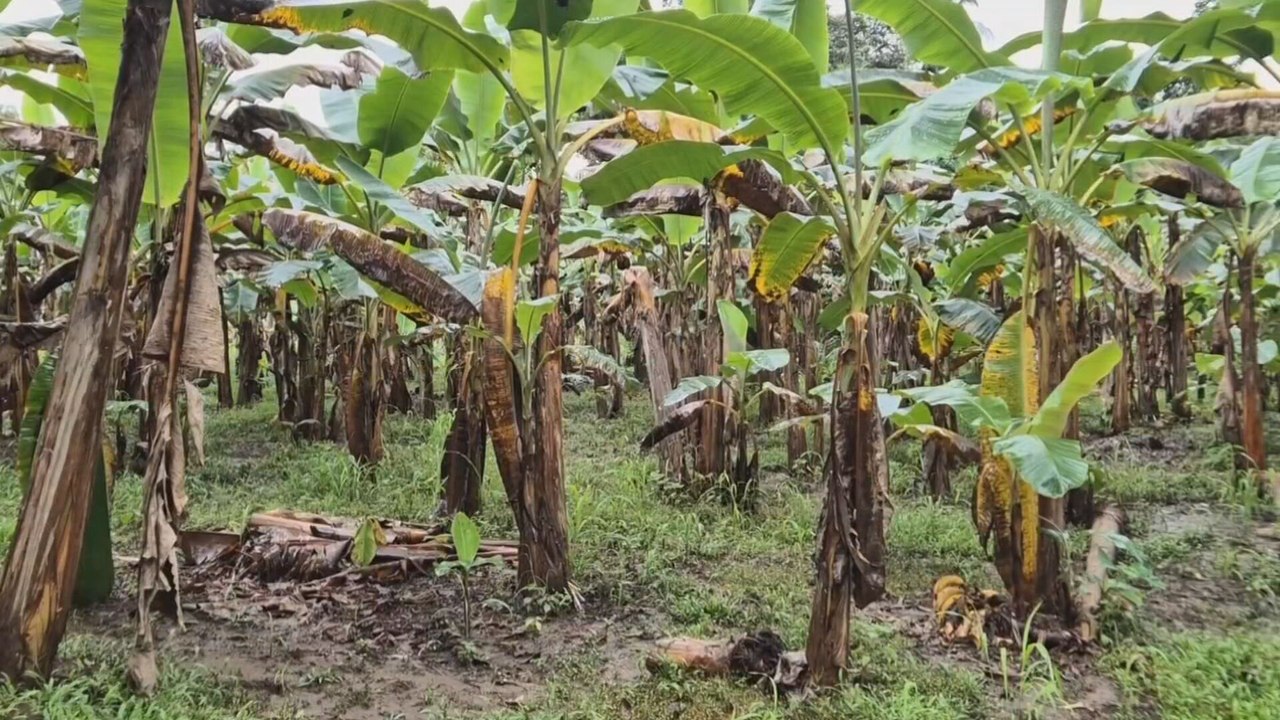 Arroz y cultivos básicos, entre los más golpeados por lluvias en Azuero y Chiriquí