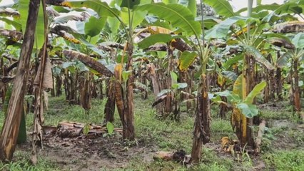 Arroz y cultivos básicos, entre los más golpeados por lluvias en Azuero y Chiriquí
