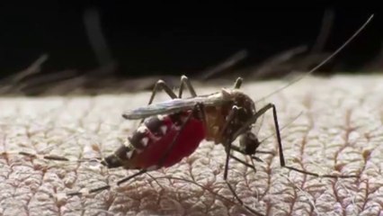 bd-dengue-puede-aparecer-con-disminucion-de-lluvias-191124