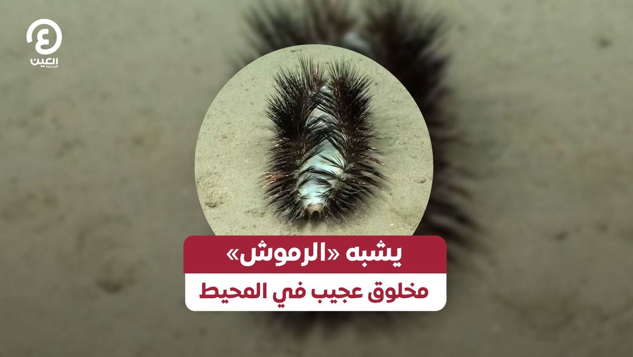 يشبه «الرموش».. مخلوق عجيب في المحيط