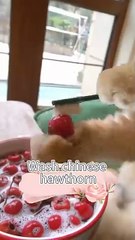 What is the cat doing_it teaches you how to make Bing Tang Hu Lu _exlittlebeans(360P)