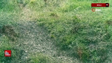 Bolu'da yaban hayatı fotokapanlara yansıdı