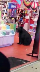 urso guloseimas