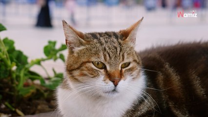 Il enferme sa fille de 13 ans sur un balcon et l'oblige à manger comme un chat : la justice le condamne à la prison