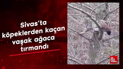 Sivas'ta köpeklerden kaçan vaşak ağaca tırmandı