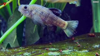 Conservation Zoos Step Up In Bid to Save This Tiny Fish From Extinction