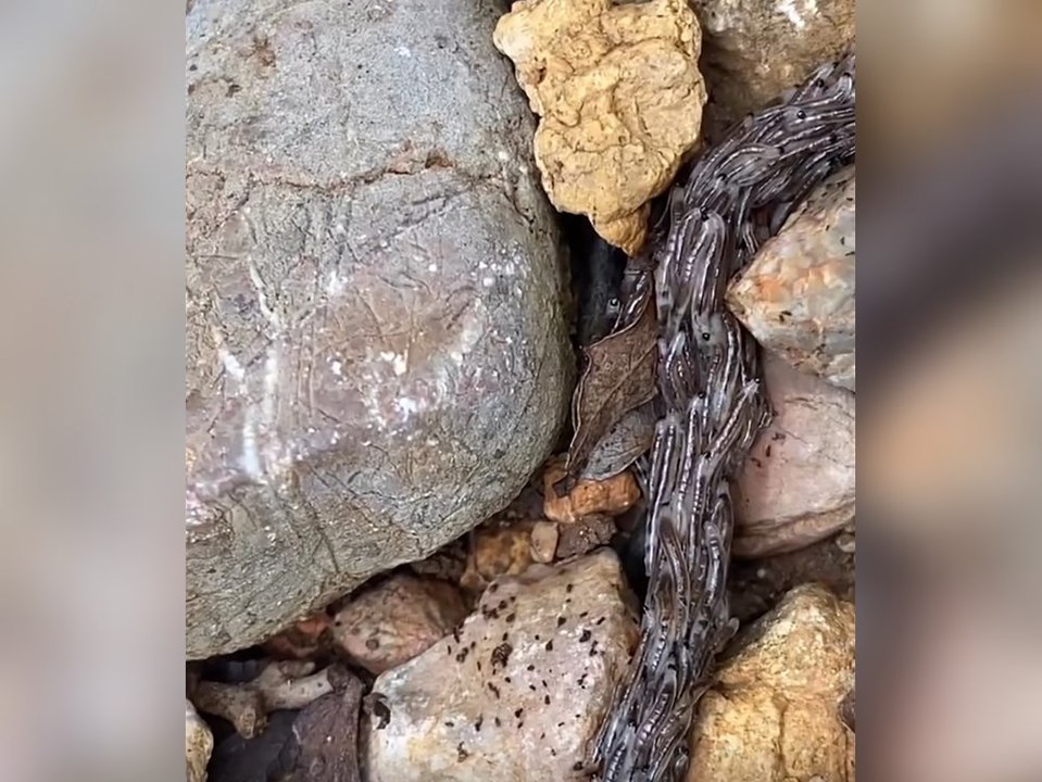 Ekel-Fund: 'Ast' entpuppt sich als Hunderte von Würmern