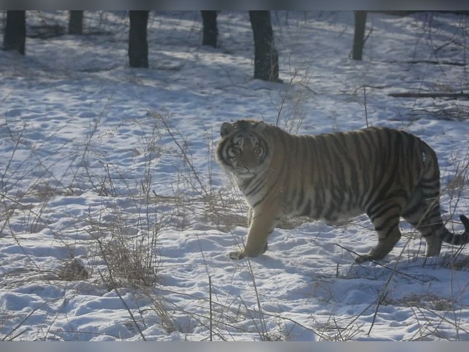 Gefährliche Szenen: Video zeigt Tiger-Attacke in China