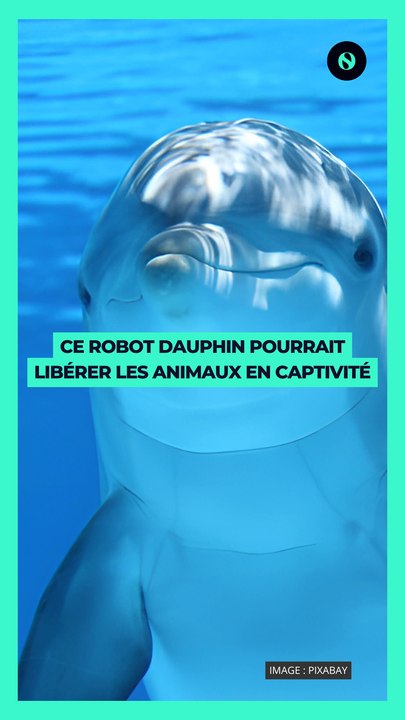 🌊 Ce dauphin n'est pas un vrai : c'est un robot conçu par Edge Innovations, une entreprise spécialisée dans les effets spéciaux pour Hollywood 🎥.