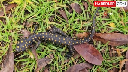 Musluktan Nesli Tükenmekte Olan Semender Çıktı