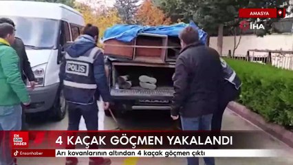 Amasya'da arı kovanlarının altından 4 kaçak göçmen çıktı