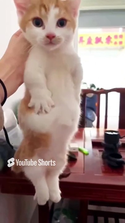 Funny Cats 🐱#cute #cat #short #funny #funnyvideo #funnyanimals #funnyshorts #cat #cutecat #funnycats_6