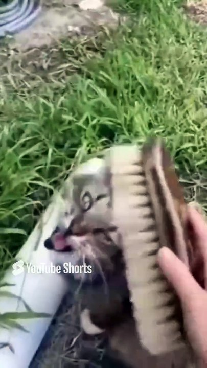 Funny Cats 🐱#cute #cat #short #funny #funnyvideo #funnyanimals #funnyshorts #cat #cutecat #funnycats_7