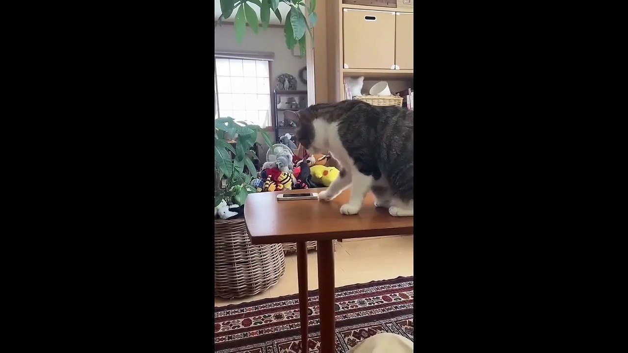 FUNNY CUTE CATS COMPILATION OF 2024 V3 TOP 100 FUNNY CATS CUTE AND FUNNY CATS  COMPILATION