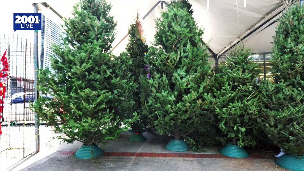 ¡Navidad con aroma a pino!