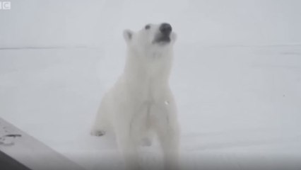 Un oso polar hambriento intenta entrar repetidamente en la caja reforzada que protege a un cineasta de la BBC