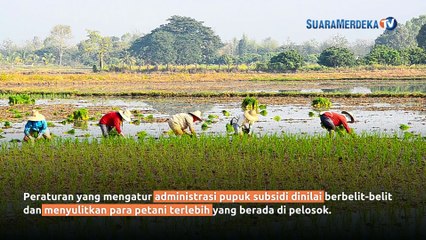 Kabar Gembira Bagi Petani, Pemerintah Tambah Kuota Pupuk Subsidi Dua Kali Lipat dan Percepat Penyaluran