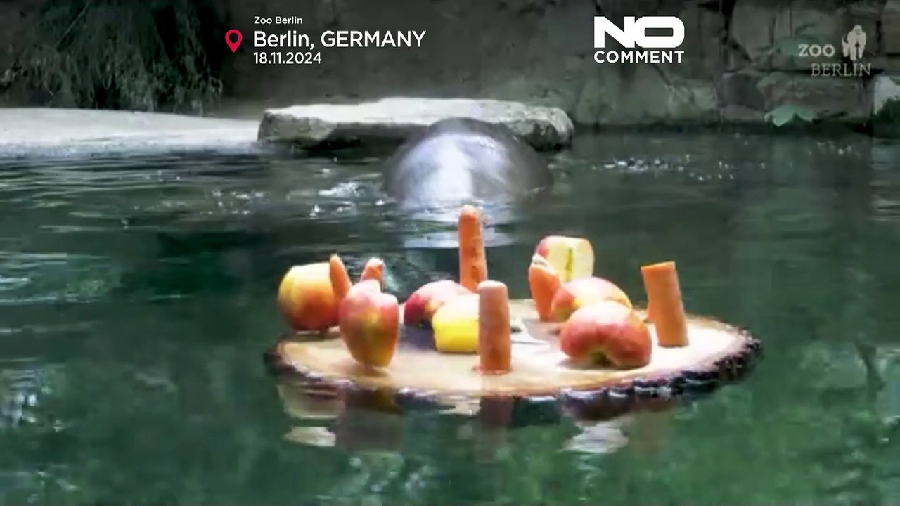 No Comment: Zwergflusspferd-Baby Toni taucht nach Leckereien