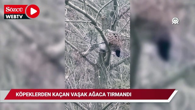 Köpeklerden kaçan vaşak ağaca tırmandı