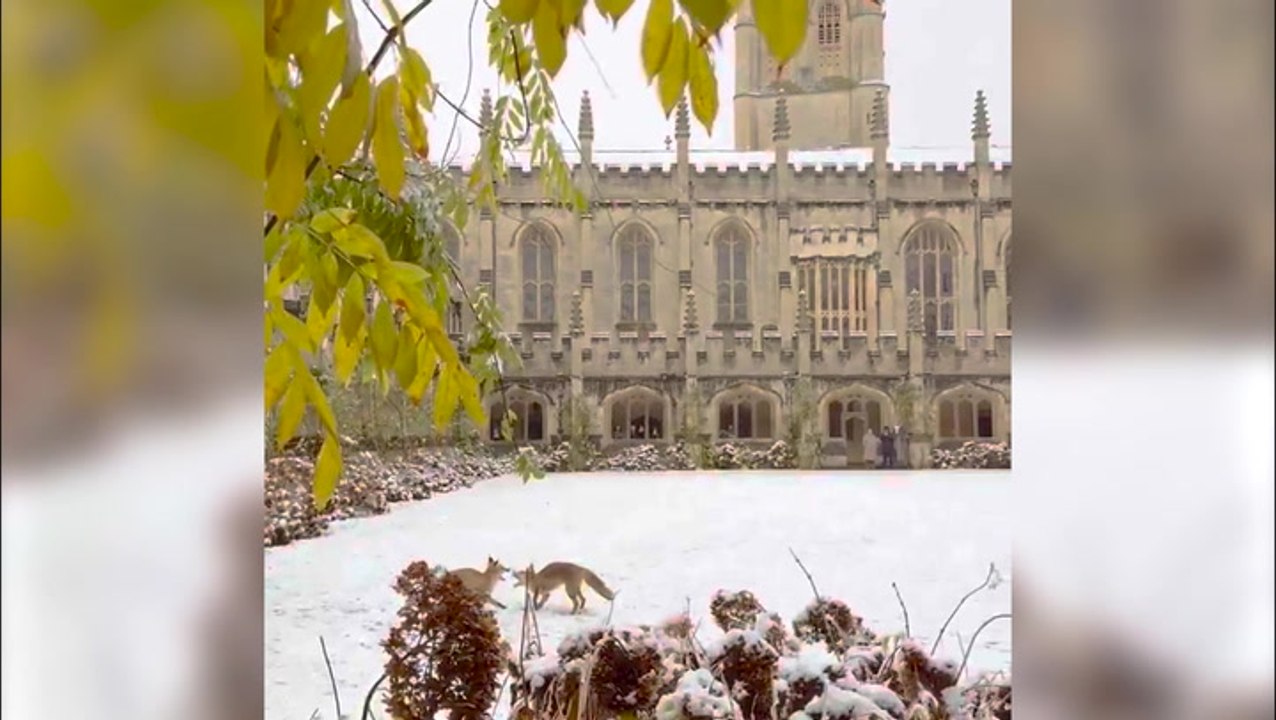Adorable foxes frolic in snow outside University of Oxford’s historic Magdalen College