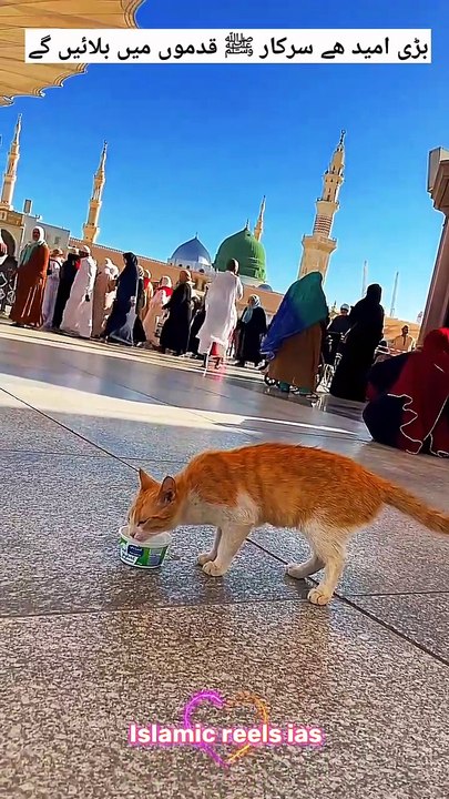 بڑی امید ھے سرکار ﷺ قدموں میں بلائیں گے     #islam #islamicreels_ias #madina #makkah  #viral #virareels #trendingreels #trendingvideos #dailymotion #dailymotionvideos #like #share #follow #tuesday #18November2024