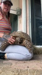 Woman is removing twine from her rescue tortoise after he got himself tangled in it!