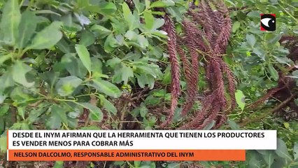 Desde el INYM afirman que la herramienta que tienen los productores es vender menos para cobrar más