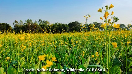 Why did Jesus compare the Kingdom of God to an invasive weed?