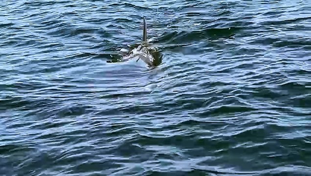 Observation rare : un Grand Requin Blanc filmé au cœur du Parc National de Port-Cros