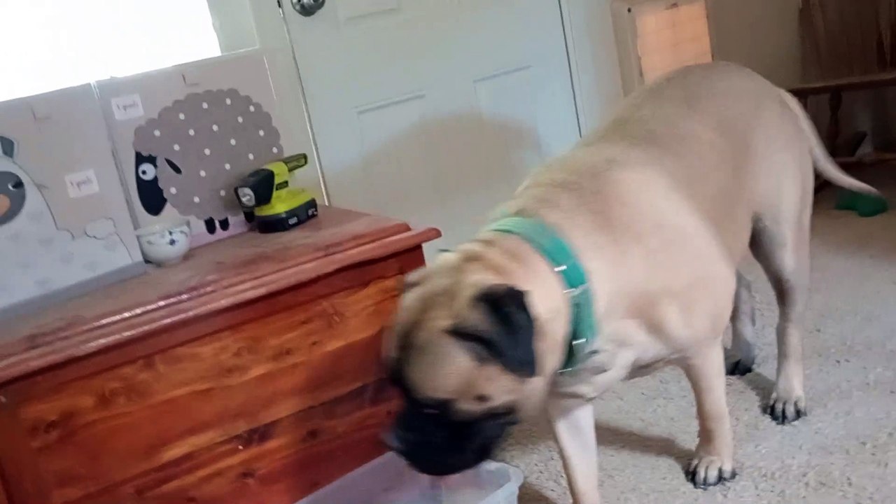 Carl at moms house. He needed some time just him & I. I don't look at him & pet only if he's calm VID_20241118_132944633