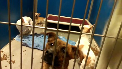 Maybe 8 Doggies At PACC 10-4-17 Toby Jupiter Outlaw
