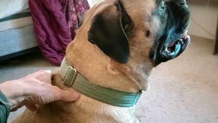 Nova Carl at moms house. They try 2 push me 2 be a source of excitement but I hold back I control VID_20241118_135912939