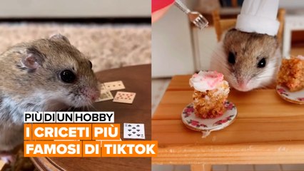 Più di un hobby: I criceti più famosi di  TikTok