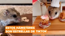 Las auténticas estrellas de TikTok no son como piensas