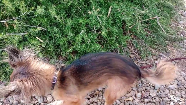 Ozzyta Villanova Paco; A lady ~80 feet away walked away & Ozzyta barked. Paco was startled but ok VID_20241116_142950246