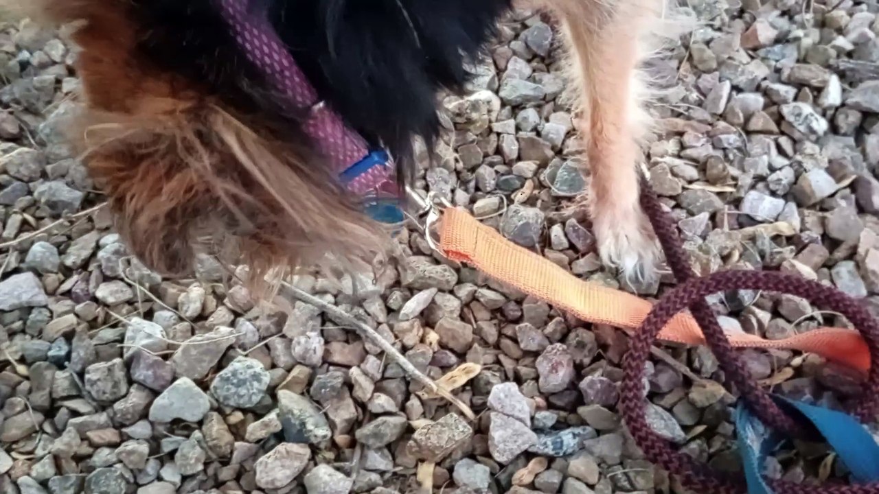 Ozzyta Villanova Paco; We're humming&hawing about when we should let Ozzyta go, avoiding any pain VID_20241118_172246346