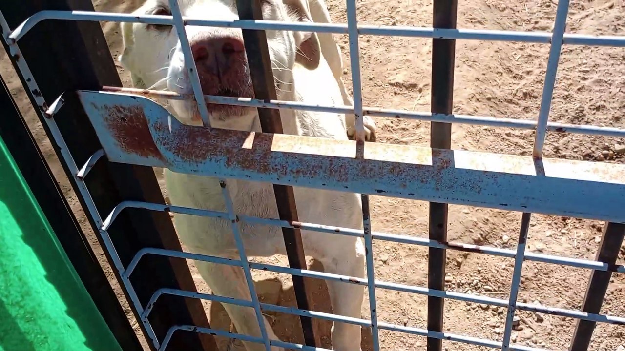 Choco at family car repair shop. There was too much whining in beginning but he's happy 4 company VID_20241119_113332031