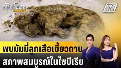 นักวิทย์พบมัมมี่ลูกเสือเขี้ยวดาบสภาพสมบูรณ์ในไซบีเรีย | ทันโลก EXPRESS | 20 พ.ย. 67