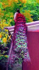 বিশ্বাসের মূল সূরা ইখলাস | নতুন শর্টস ভিডিও 🕌 - thumbnail