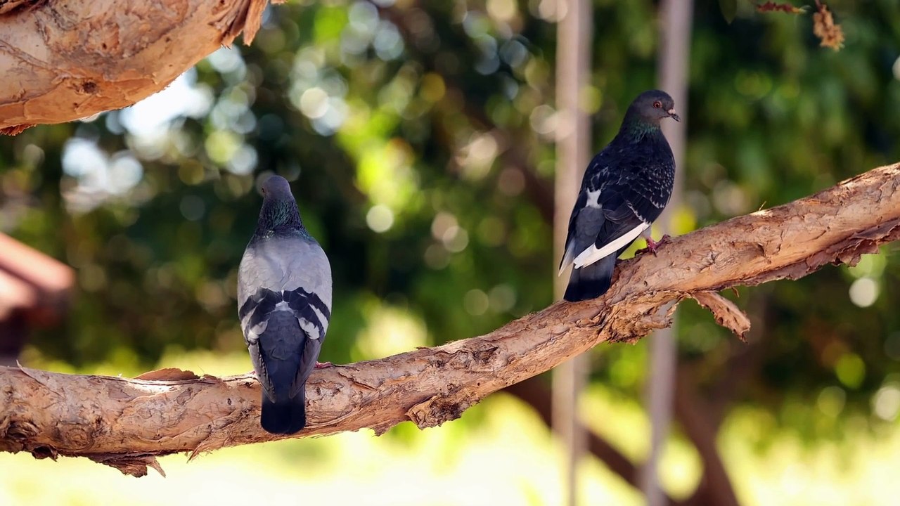 The Rock Dove/Feral Pigeon: Close Up HD Footage (Columba livia)