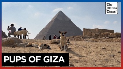 Stray dogs in Giza become tourist draw after 'pyramid puppy' sensation