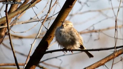 Indian House Sparrow