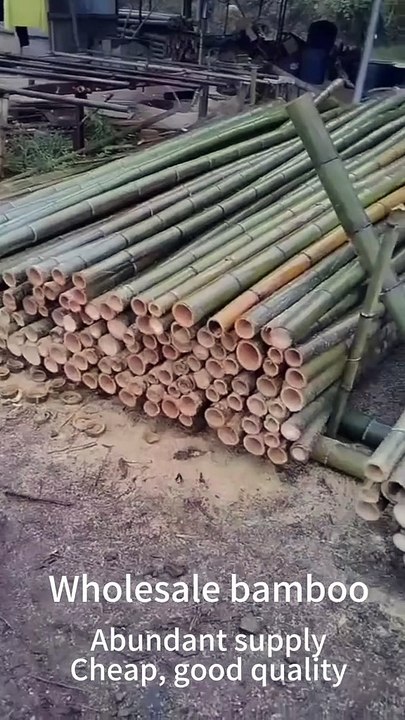 Bamboo wholesale。Abundant supplyCheap, good quality。 #bamboo