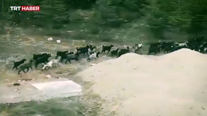 Başıboş köpekler bu kez de keçi sürüsüne saldırdı