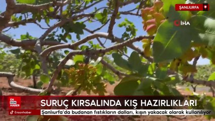 Şanlıurfa'da budanan fıstıkların dalları, kışın yakacak olarak kullanılıyor